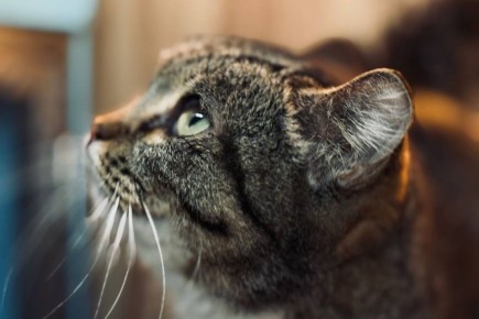 Коты. Кошки. Бездомные котята