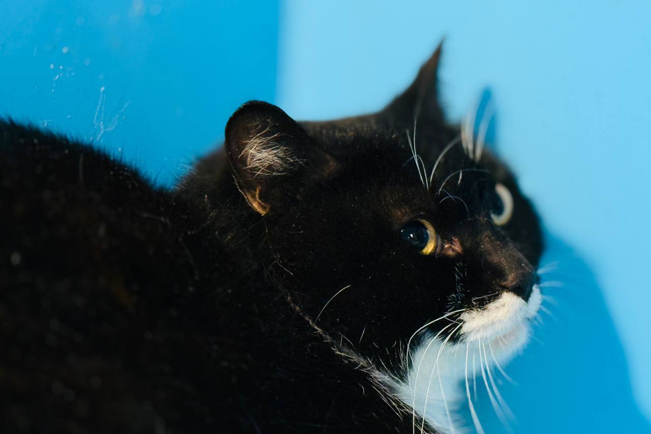 Коты. Кошки. Бездомные котята Коты. Кошки. Бездомные котята