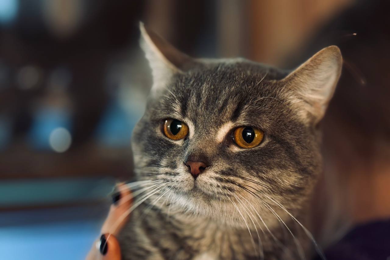 Коты. Кошки. Бездомные котята Коты. Кошки. Бездомные котята