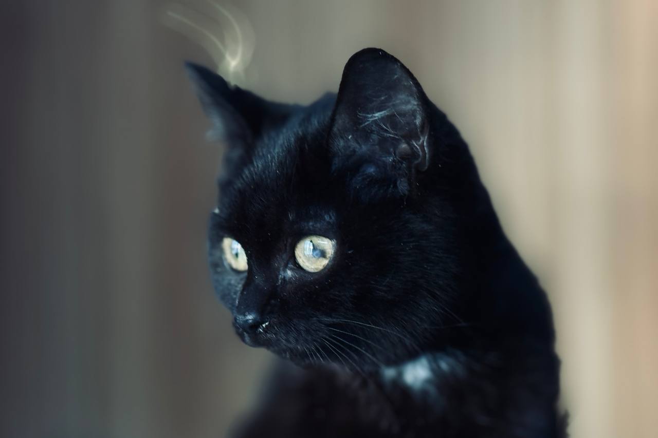 Коты. Кошки. Бездомные котята Коты. Кошки. Бездомные котята