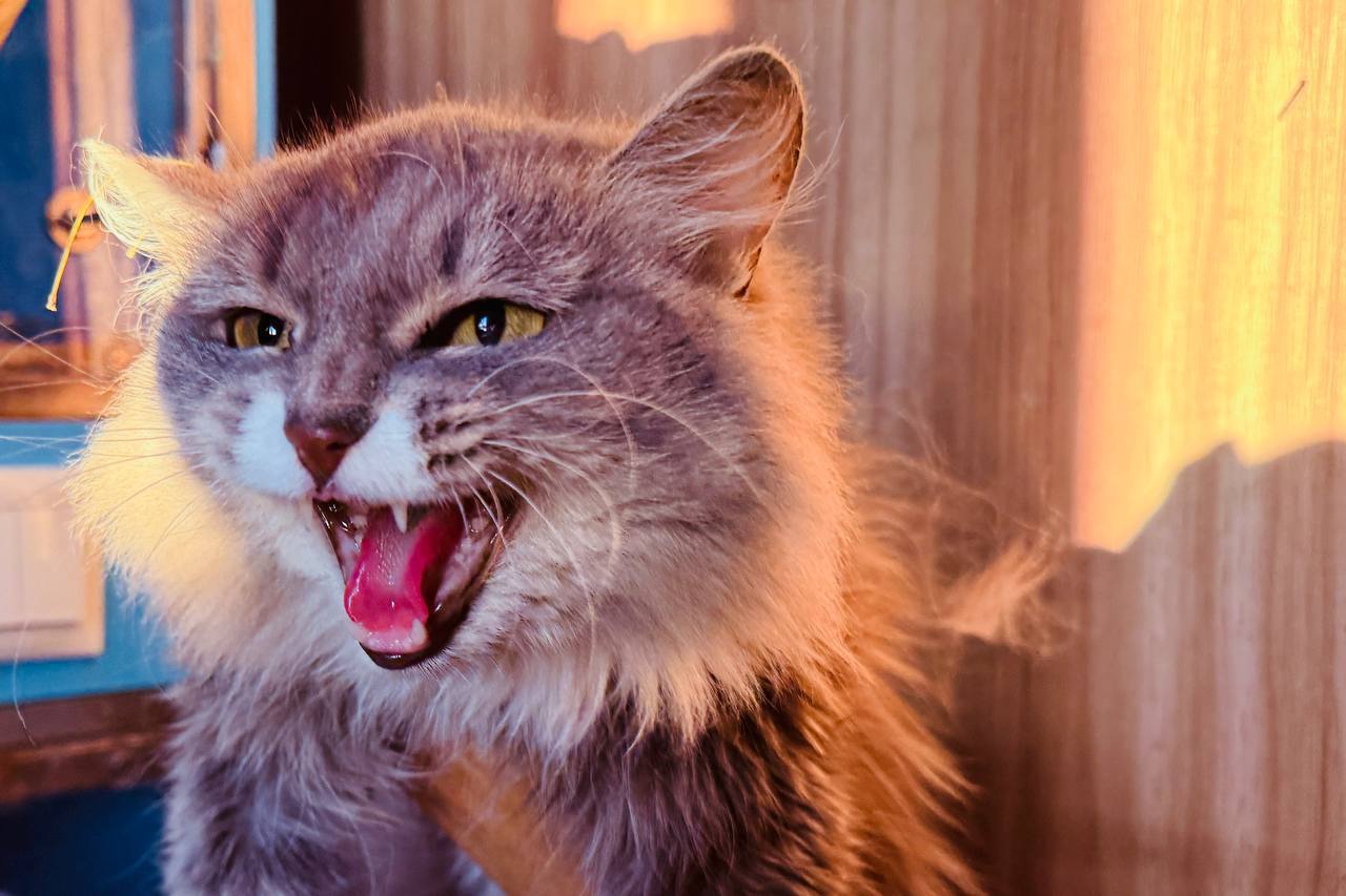 Коты. Кошки. Бездомные котята Коты. Кошки. Бездомные котята