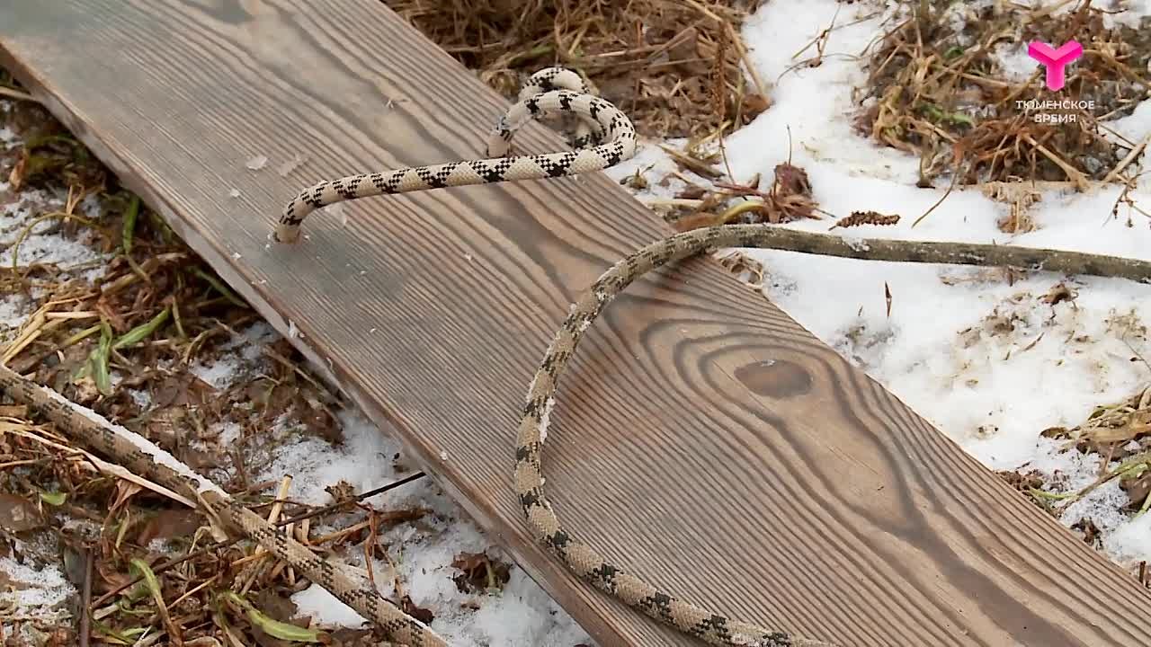 «Скользкая дорожка»: тюменцев предупреждают об опасности выхода на лёд
