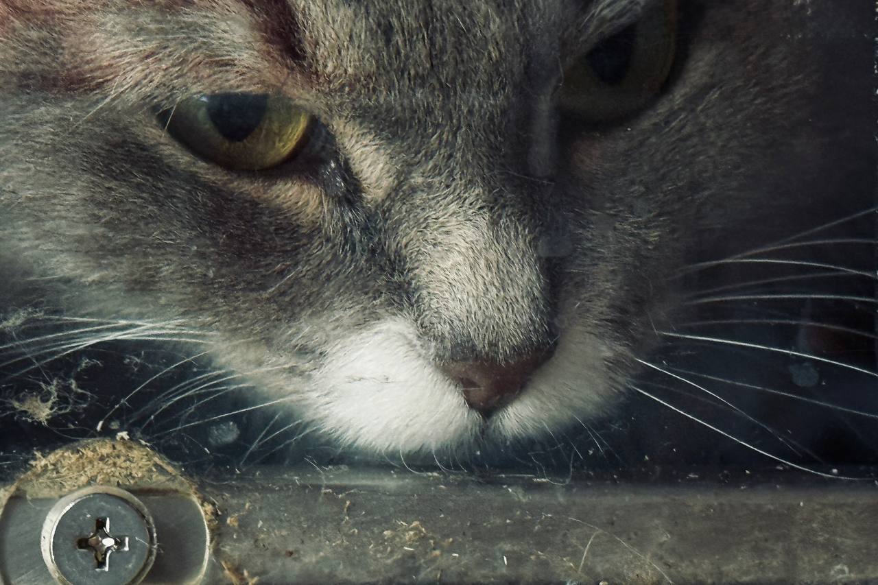 Коты. Кошки. Бездомные котята Коты. Кошки. Бездомные котята