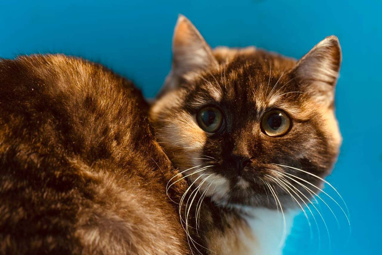 Коты. Кошки. Бездомные котята Коты. Кошки. Бездомные котята