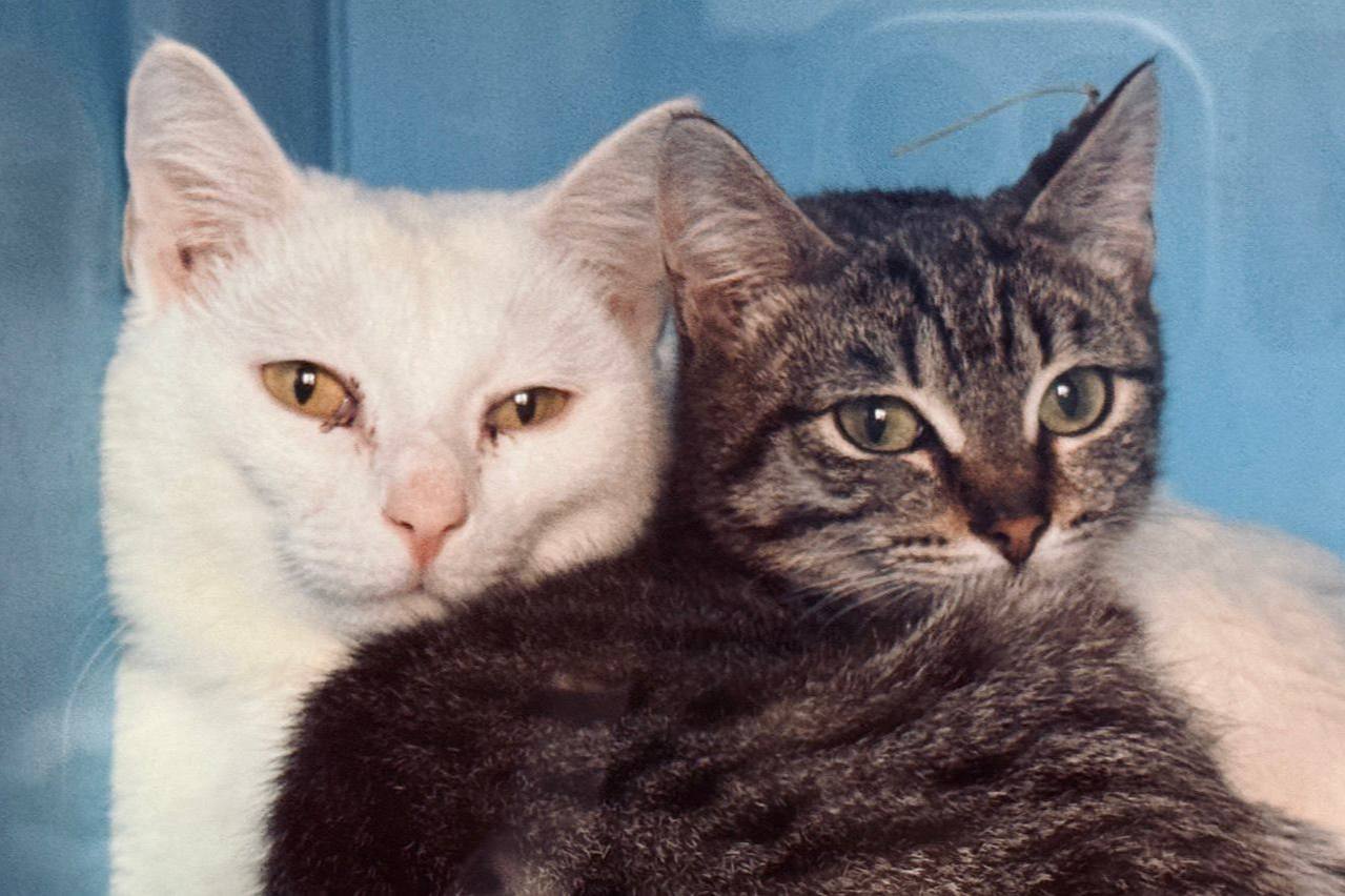 Коты. Кошки. Бездомные котята Коты. Кошки. Бездомные котята