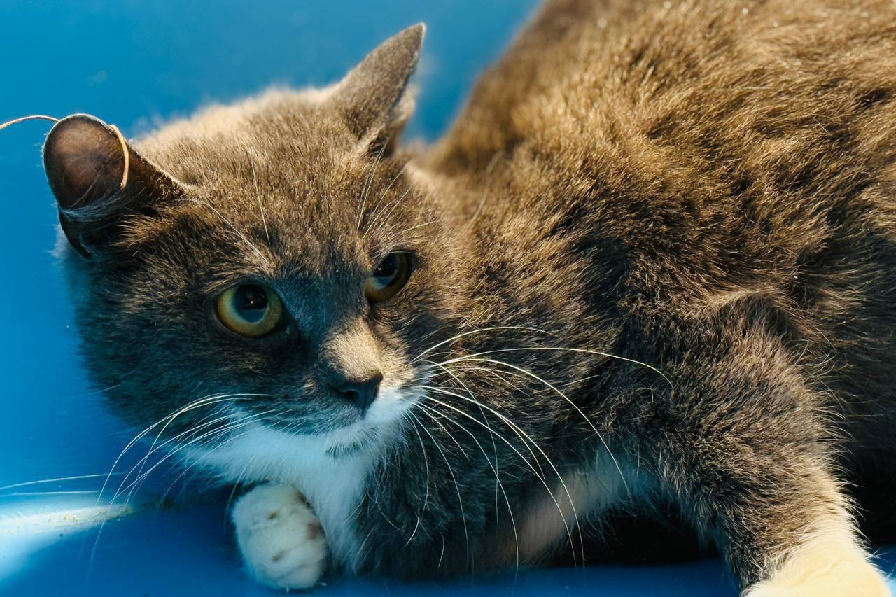 Коты. Кошки. Бездомные котята Коты. Кошки. Бездомные котята