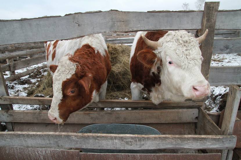 Деревенская женщина должна уметь всё! Деревенская женщина должна уметь всё!