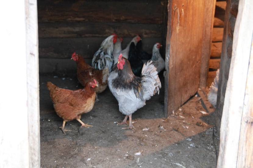 Деревенская женщина должна уметь всё! Деревенская женщина должна уметь всё!