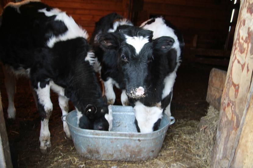 Деревенская женщина должна уметь всё! Деревенская женщина должна уметь всё!