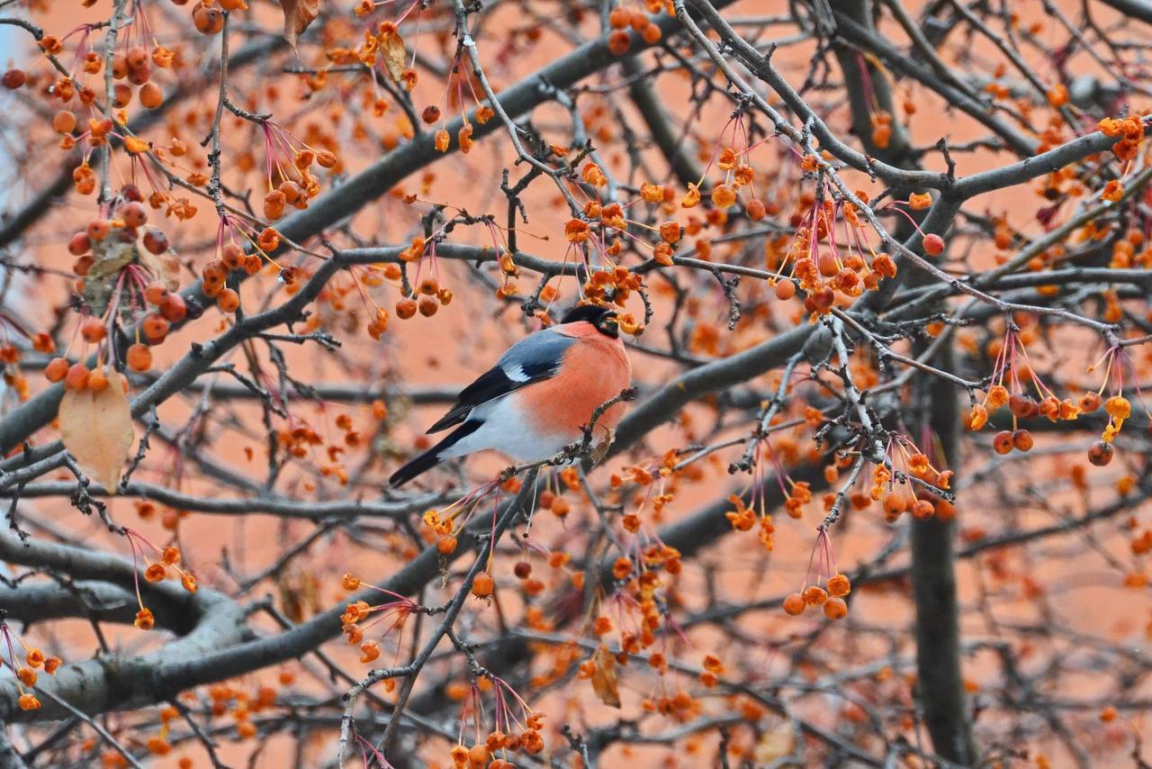 Тюменец запечатлел красивых птичек Тюменец запечатлел красивых птичек