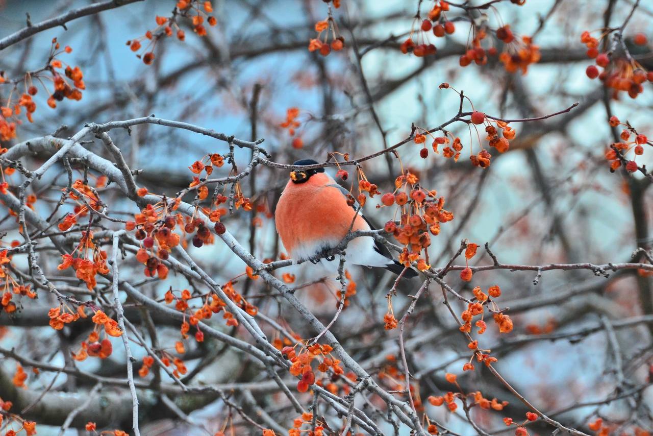 Тюменец запечатлел красивых птичек Тюменец запечатлел красивых птичек