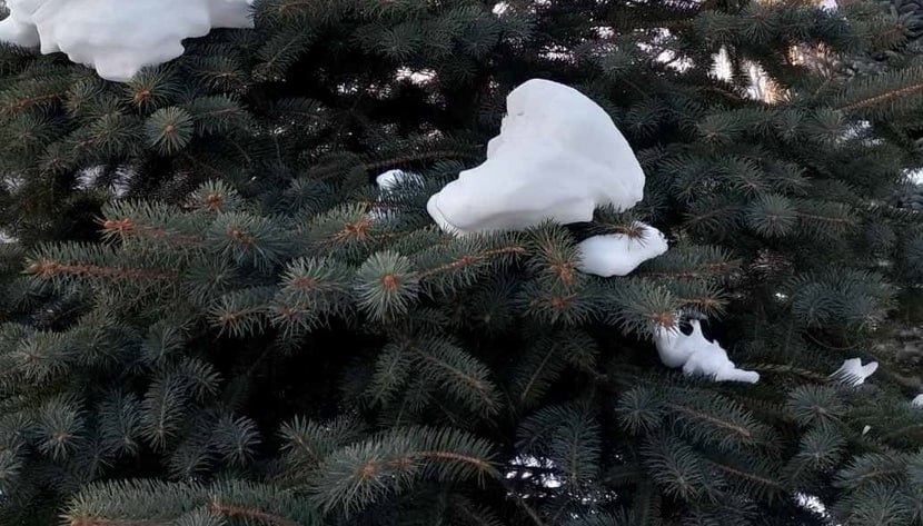 В Тюменской области ёлки взяты под усиленную охрану