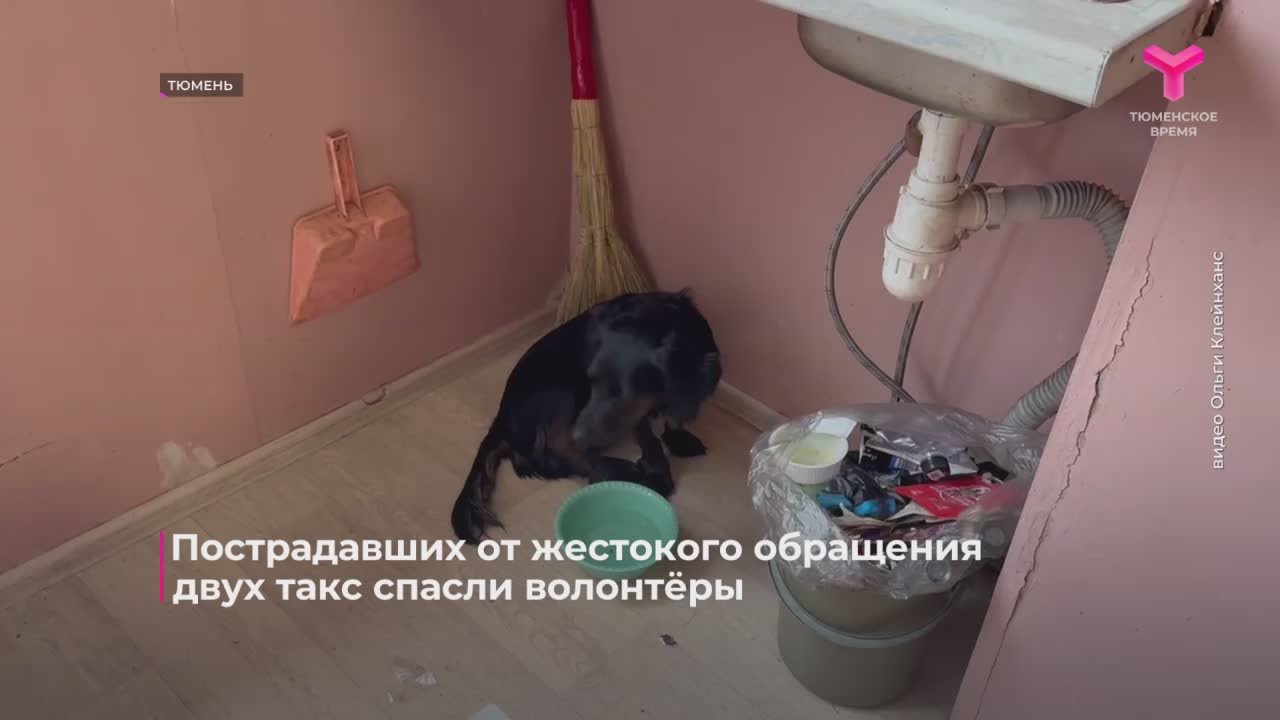 Пострадавших от жестокого обращения двух такс спасли волонтёры