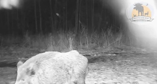 Это видео излучает умиротворение и спокойствие!