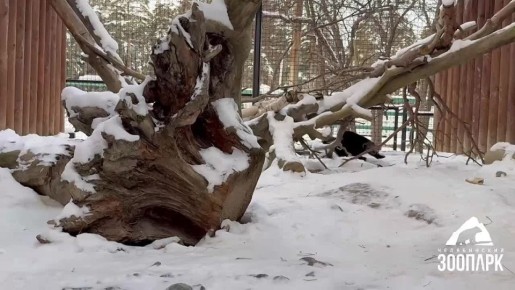 Немного милоты в завершении дня