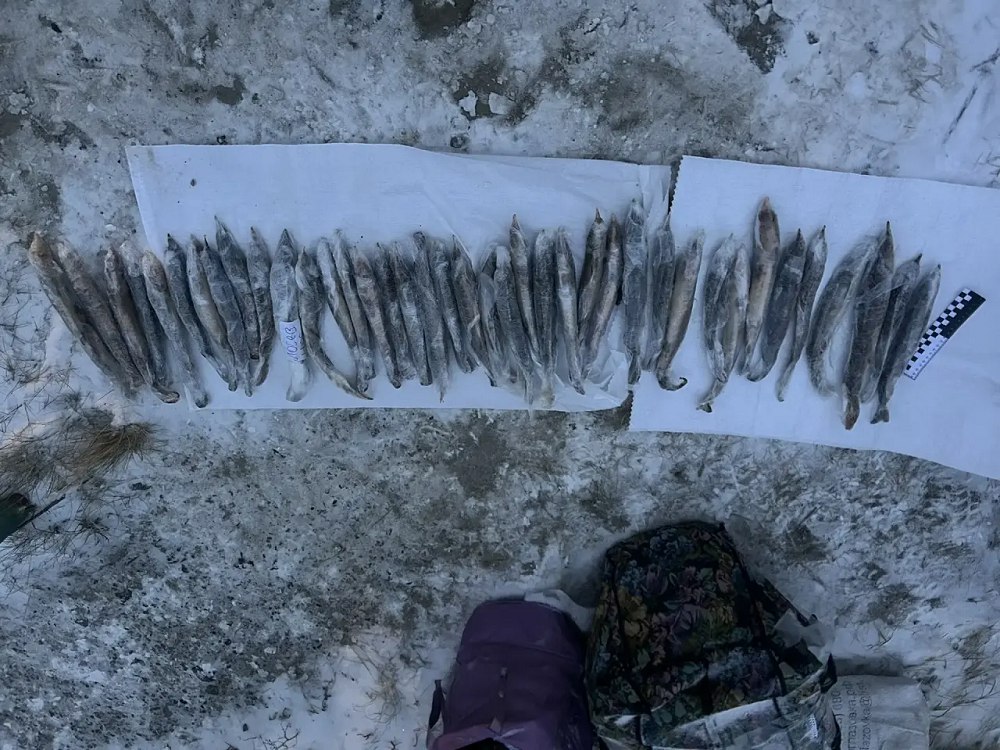 В ХМАО транспортные полицейские пресекли незаконный оборот краснокнижной рыбы В ХМАО транспортные полицейские пресекли незаконный оборот краснокнижной рыбы
