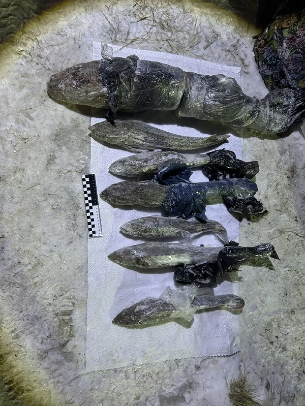 В ХМАО транспортные полицейские пресекли незаконный оборот краснокнижной рыбы В ХМАО транспортные полицейские пресекли незаконный оборот краснокнижной рыбы