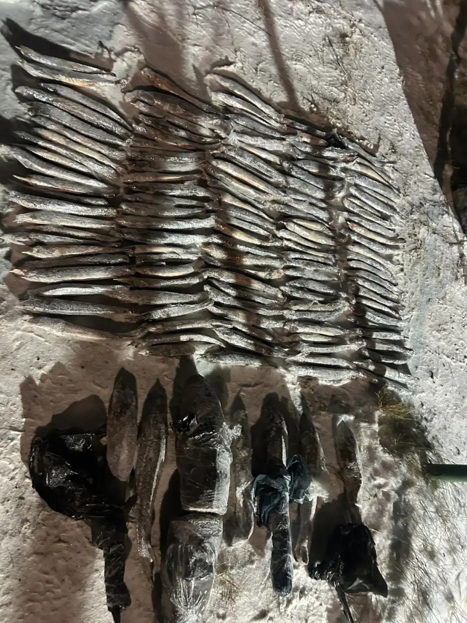 В ХМАО транспортные полицейские пресекли незаконный оборот краснокнижной рыбы В ХМАО транспортные полицейские пресекли незаконный оборот краснокнижной рыбы