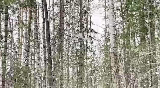 СК РФ: пропавшая в красноярской тайге семья Усольцевых могла стать жертвой преступления