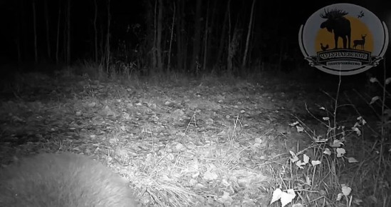 13 декабря в России отмечается День медведя