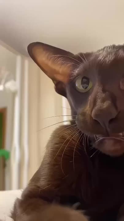 Когда ты нашкодил и думаешь, что тебе за это будет