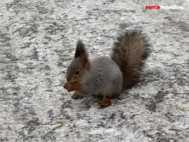 В Тюмени, в Зареке, в районе улицы Муравленко поселилась белка