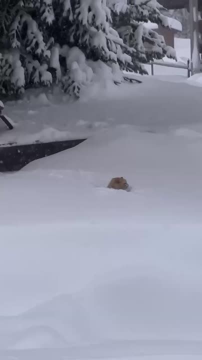 ������� ������ �� ���������� ������ �������: ��� ������� ���������� �� ����� ������ ����� ������ �������