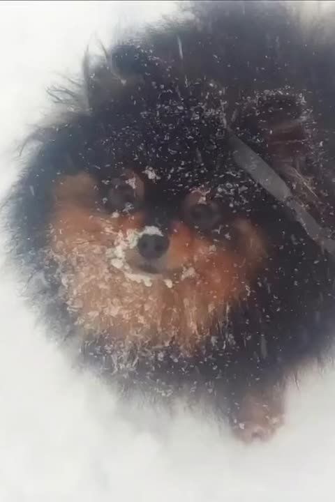 ������� ������ �� 15 �������