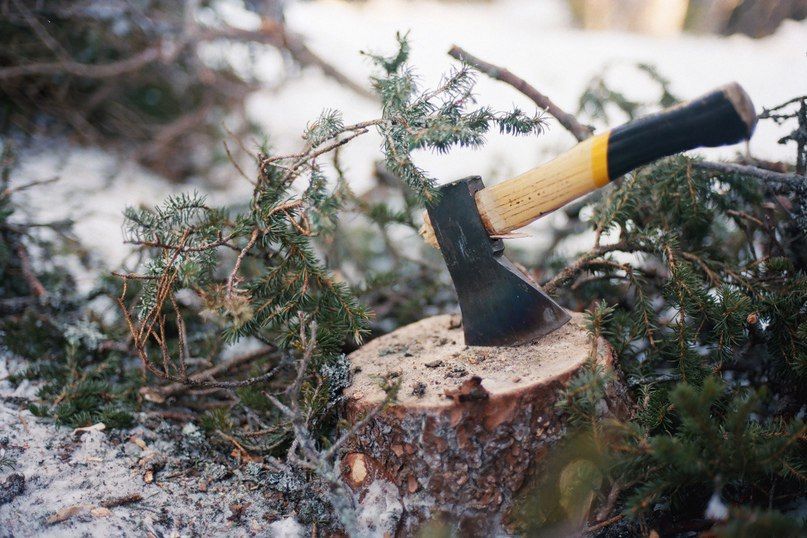В Голышманово вынесен приговор о незаконной рубке деревьев