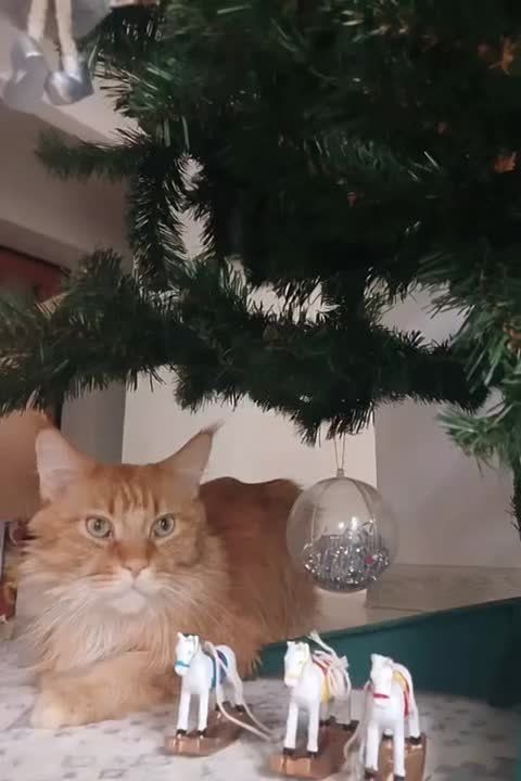 ������� ������ �� 17 �������