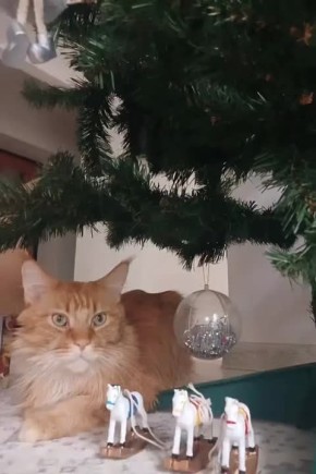 ������� ������ �� 17 �������