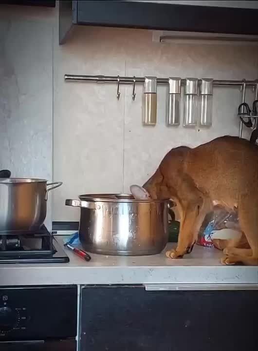 ������ ����. ���������� � �� ������ ����������