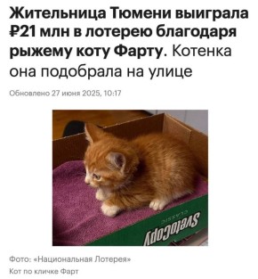 Котик Фарт из Тюмени вошел в топ-10 котиков страны, о которых больше всего писали и говорили в 2025 году — «Медиалогия»