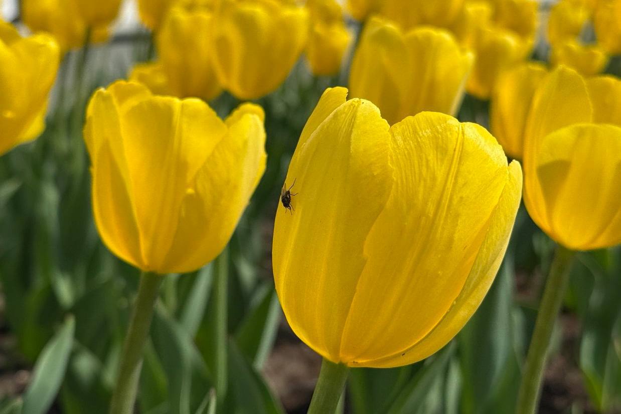 Тобольск ждет масштабное озеленение в 2026 году Тобольск ждет масштабное озеленение в 2026 году