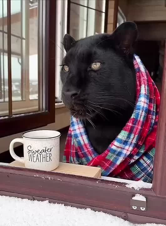 ��������� ����. ����������