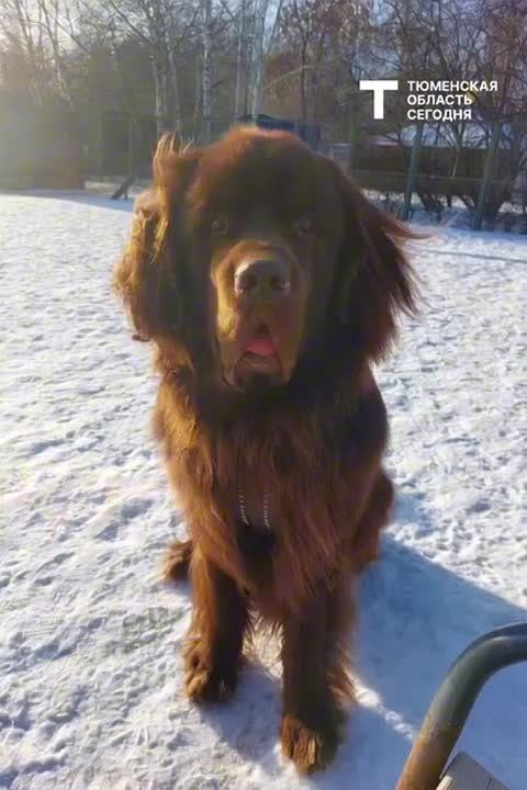 ������� ������ �� 21 �������