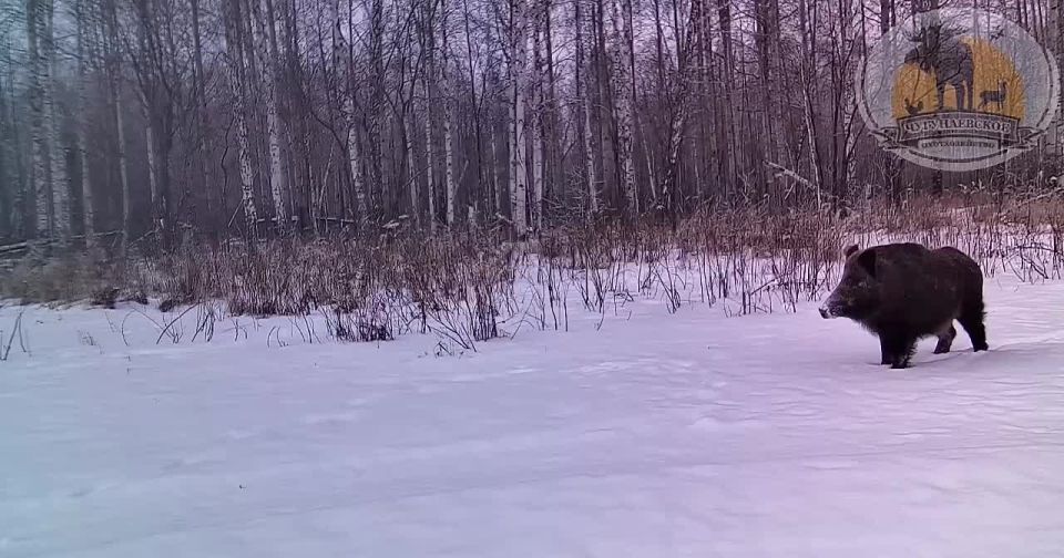 pov: ��������� ��� �������, ����� ����� �������� ������������ ������