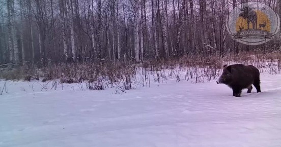 pov: ��������� ��� �������, ����� ����� �������� ������������ ������