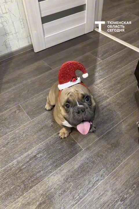 ������� ������ �� 22 �������