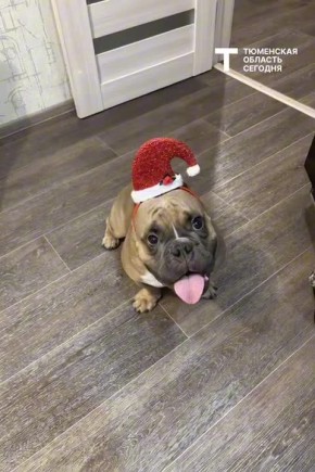 ������� ������ �� 22 �������