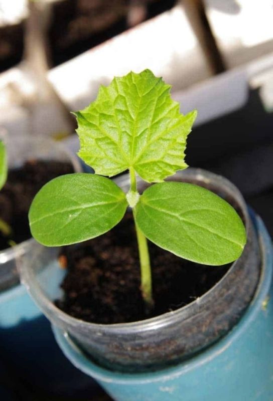 ����� ��������� �������� ������� ��� ����������� �������