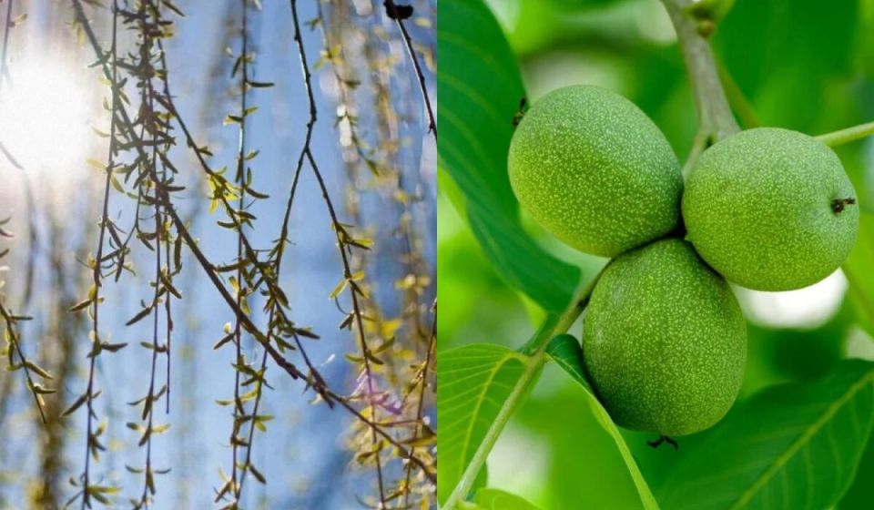 ������ ��� ������� ����� �������� �� ��������� ������ �����