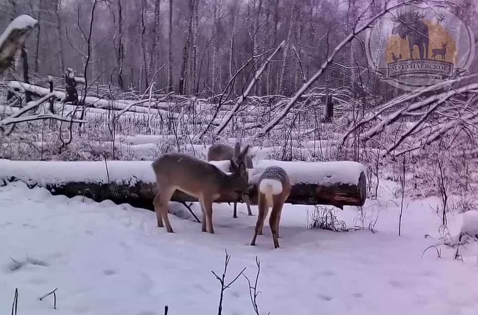 ��� ����� ����� �� ���������� ���� ���� ����