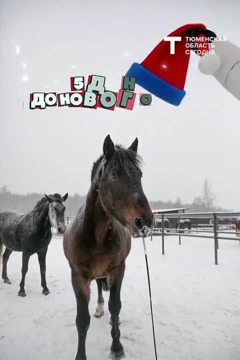 ������� ������ �� 26 �������