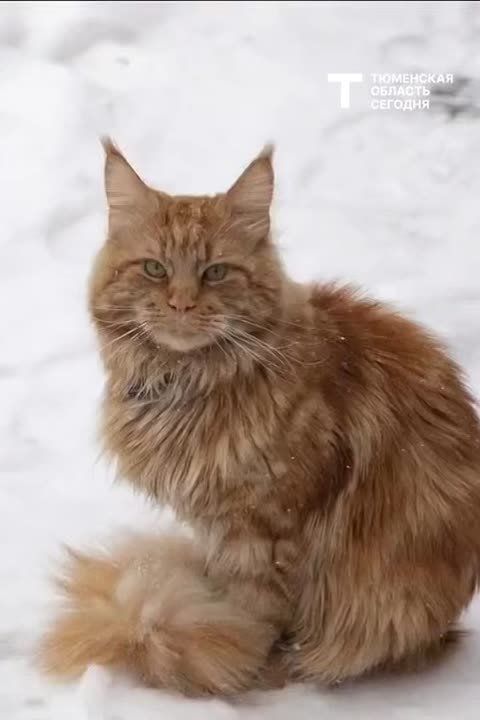 ������� ������ �� 27 �������