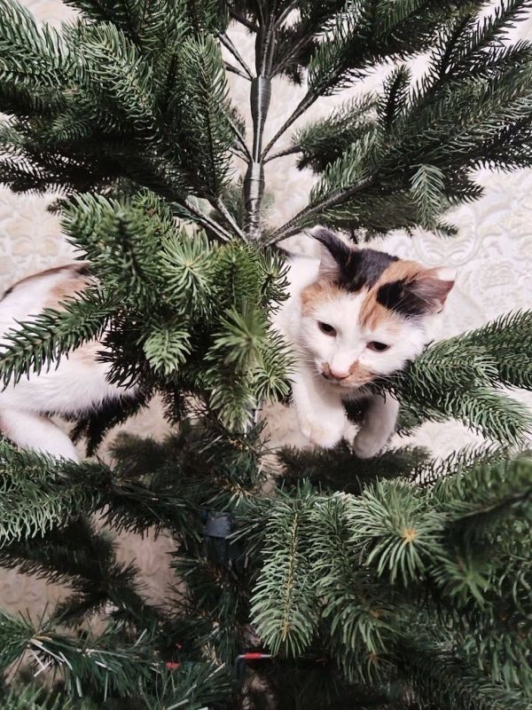 ��, ���� ���� ������� ������ ����