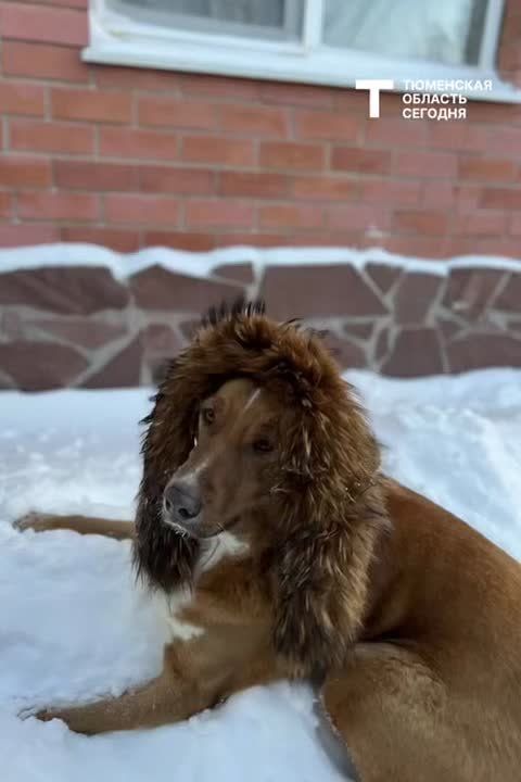 ������� ������ �� 29 �������