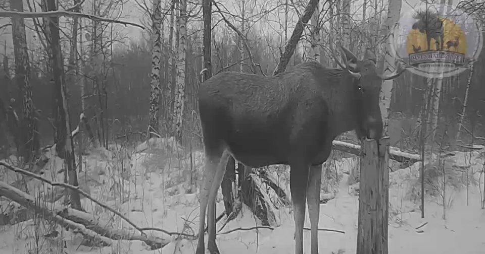 ��������� �����. �����: ������������� ������������ ����������