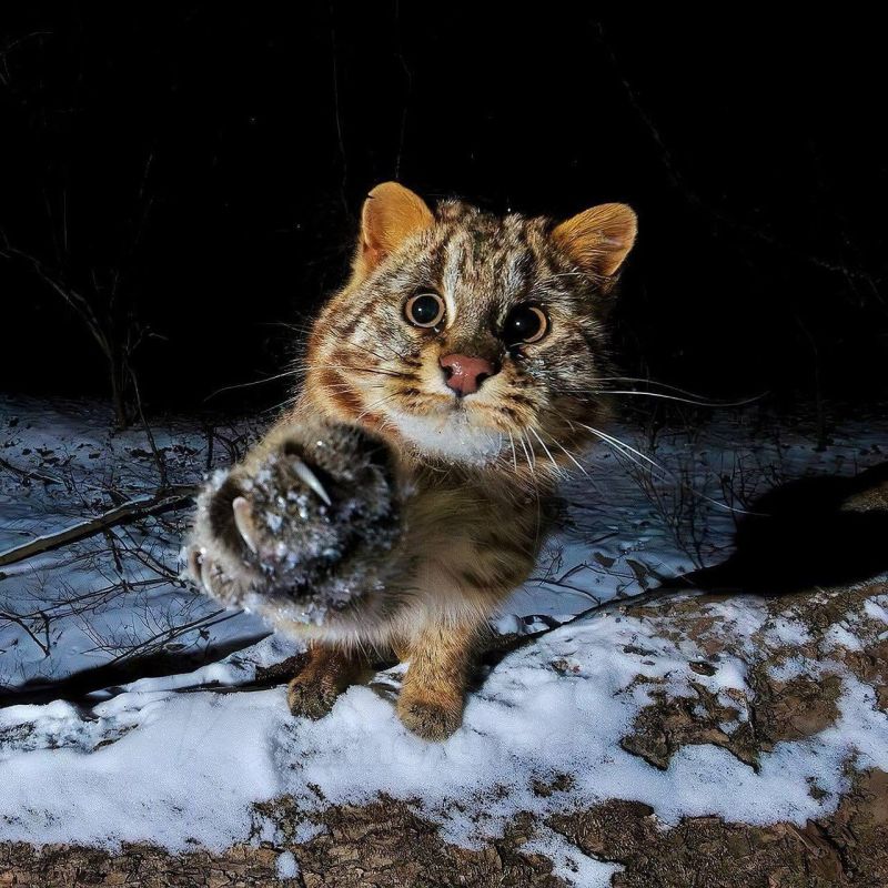 ����������� � ������������: ����������� � ��� �������� ������ ���