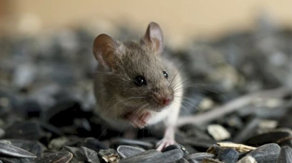 ��� ��������� ����� ������� ���� �� ����������: ������� ������ � ������ � �������